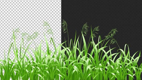 Green Grass In Wind Alpha Looped