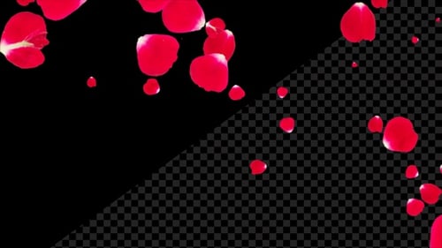 Red Rose Petals Falling Slowly 4K Alpha Loop
