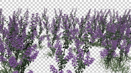 Cenizo Flowers Field