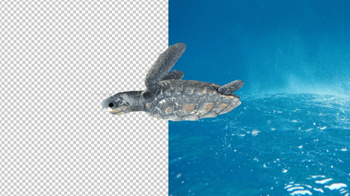 Baby Turtle Swimming