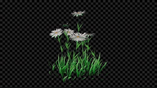 Plantes à fleurs d'aster blanc en croissance Alpha