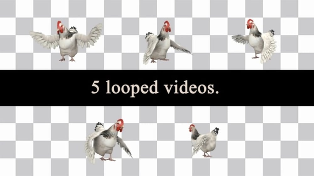 Chicken Dance Loops Pack, Overlays Motion Graphics ft. chicken ...