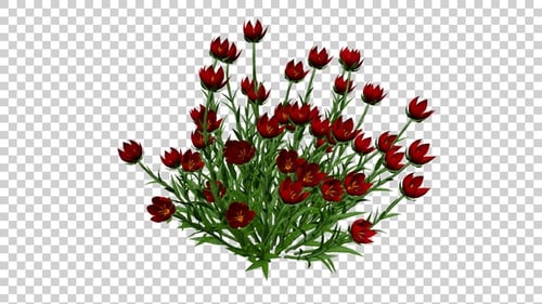 Animated Red Flower Bush Swaying on Transparent Background