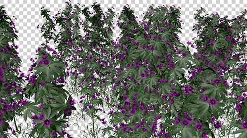 Rhododendron Flowers Field