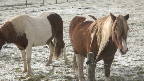 Horses in Iceland. Wild horses in a group. Composition with wild animals. Wildlife in nature.