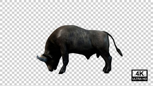 Buffalo Eating Side View