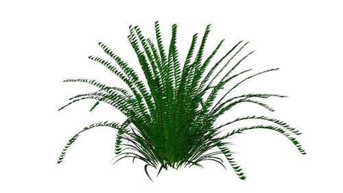 Animated Green Bush Plant Swaying with Alpha Channel