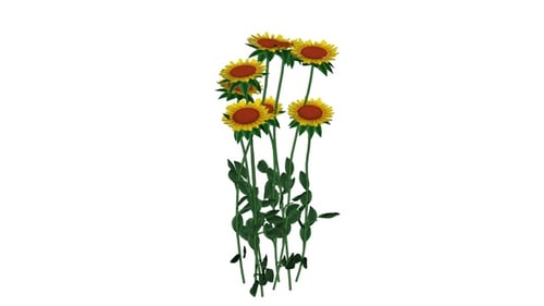 Realistic Sunflowers Swaying Animation with Alpha Channel