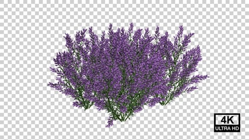 Lavender Flower Plants Growing
