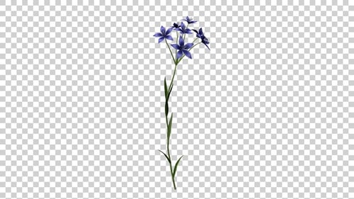 Dietes Flowers