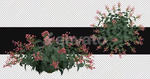 Pack Of 2 Feinlaubige Moving In The Wind On Alpha Loop