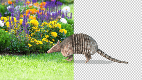 3D Animated Armadillo Walks and Rolls
