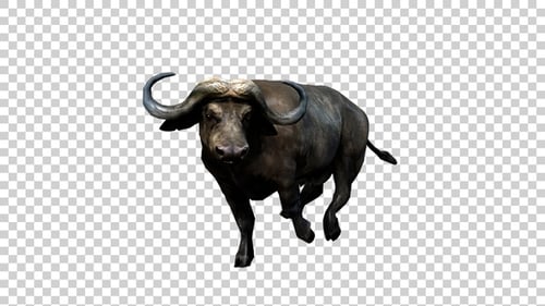 Buffalo Running Look Round Angle View