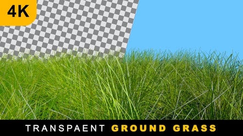 Transparent 3D Render Ground Grass