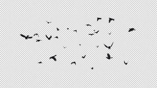 Crow Birds - Large Flock - Flying Around - Transparent Loop
