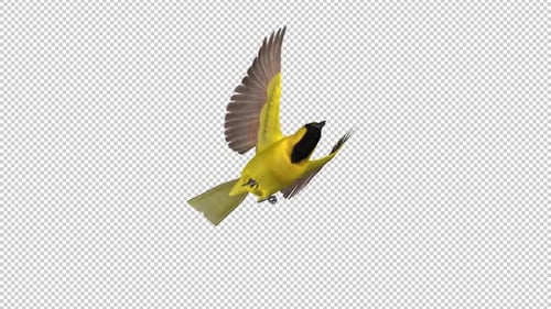 Yellow Oriole - Tropical Bird - Flying Loop - Down Angle View CU - Apha Channel