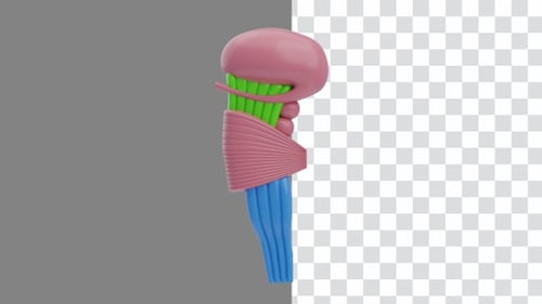 3D Animation of Brainstem Neural Pathways | Alpha Channel