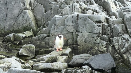 Gentoo Penguin Standing on Rock Formations