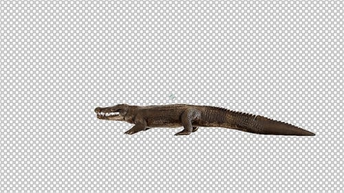 Crocodile