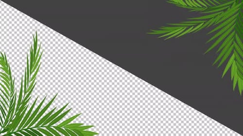 Palm Leaves 2 Alpha Full HD