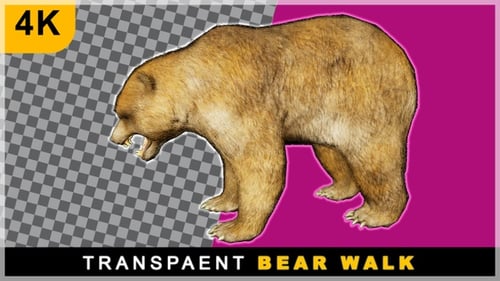 Realistic Brown Bear Walking Animation