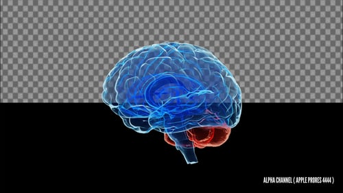 3D Brain X Ray Animation