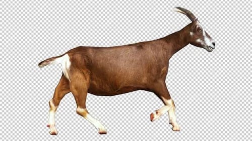 Boucle de vue droite Goat Run2