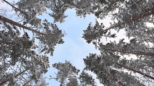 Scenic crowns of snowy coniferous forest trees against the sky in winter, bottom view.