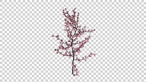 Sakura-Blumen