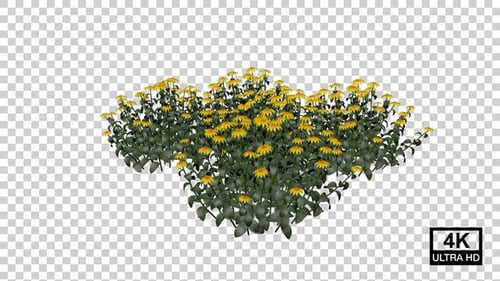 Growing Yellow Flowers Time Lapse Animation
