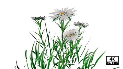 White Aster Flower Plants 4K Alpha
