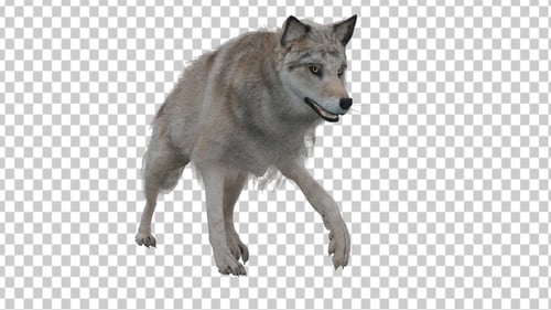 Wolf Walk Cycle Animation