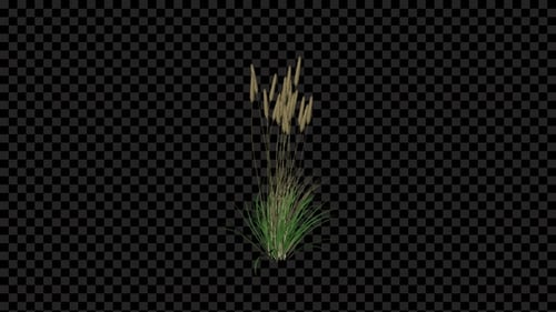 Plants de blé en croissance alpha