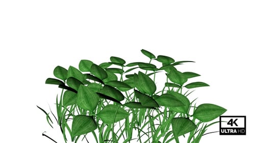 Animated Green Grass and Plants Swaying in Wind