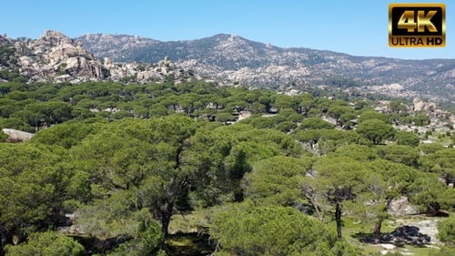 Umbrella Pine Tress