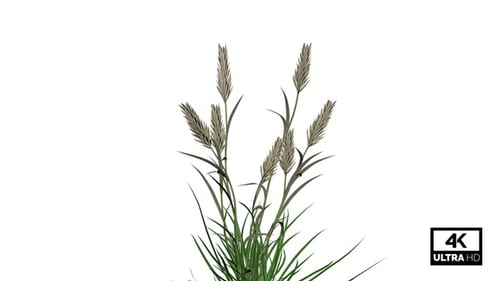 Barley Grass Seamless Loop 4K Alpha