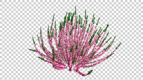 Animated Pink Heather Plant with Green Foliage