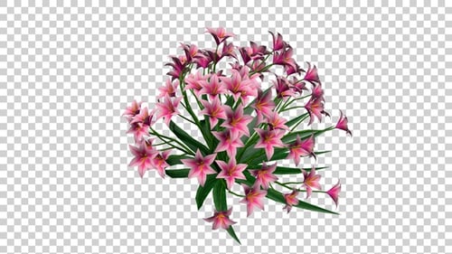 Beautiful Pink Lily Bouquet Gently Swaying Animation