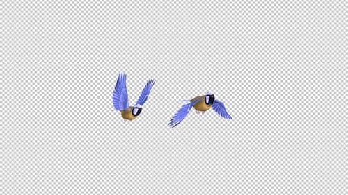 Blue Titmouse - Two Flying Birds - Crossing Screen - II - Alpha Channel