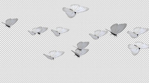 Elegant White Butterflies Flying Seamless Loop Overlay