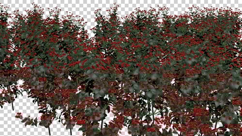 Brunfelsia Flowers Field