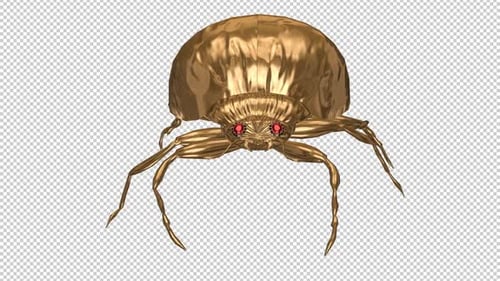 Golden Ladybird - Fantasy Beetle Bug - Crawling Loop - Front View Close Up - Alpha Channel