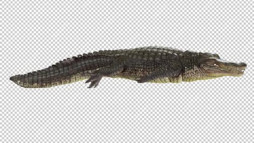 Alligator Swim Right View Loop