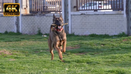 Excited Dog Running with Stick in Urban Park