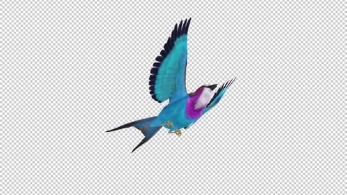 African Bird - Lilac Roller - Flying Loop - Low Angle View Closeup