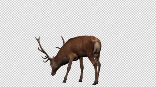 Deer Eating Back View Loop