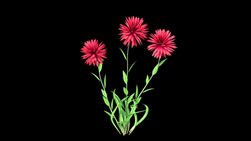 Red Pisacan Flower Plant 2