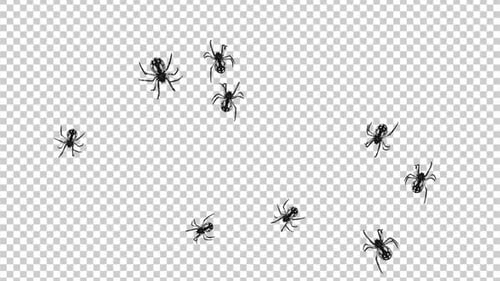Zebra Spiders - Swarm Running Around - Transparent Loop