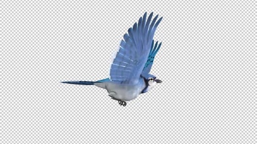 Blue Jay Bird - Flying Loop - Side View - Alpha Channel
