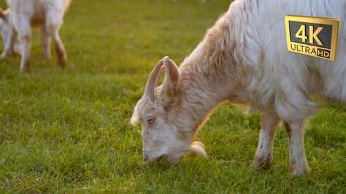 Goats Grazing Peacefully at Golden Hour